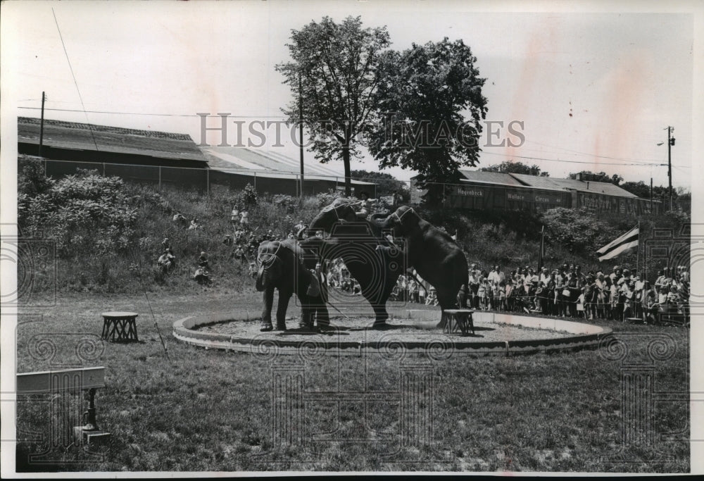 1970 Press Photo Elephants balance in an outdoor circus performance - Historic Images