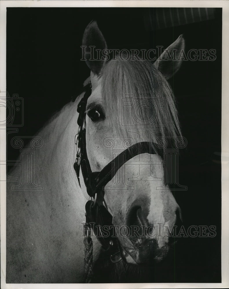 1964 Dapple gray Percheron was indespensable to the July 4th parade - Historic Images