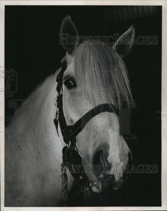 1964 Dapple gray Percheron was indespensable to the July 4th parade - Historic Images