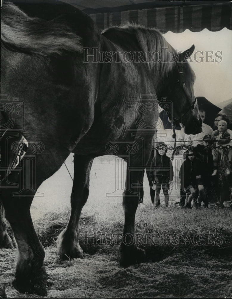 1964 Press Photo Horse for Circus Parade - mja70227-Historic Images