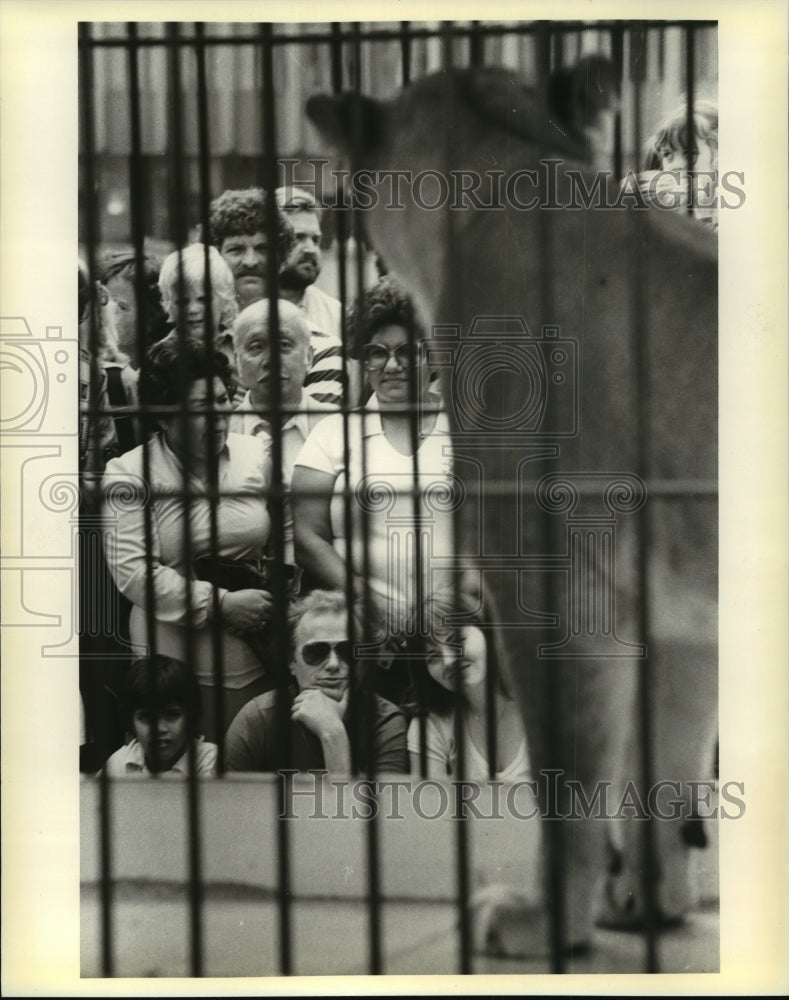 1981 Press Photo A Caged Lion on Exibit as Spectators get a Close Look - Historic Images