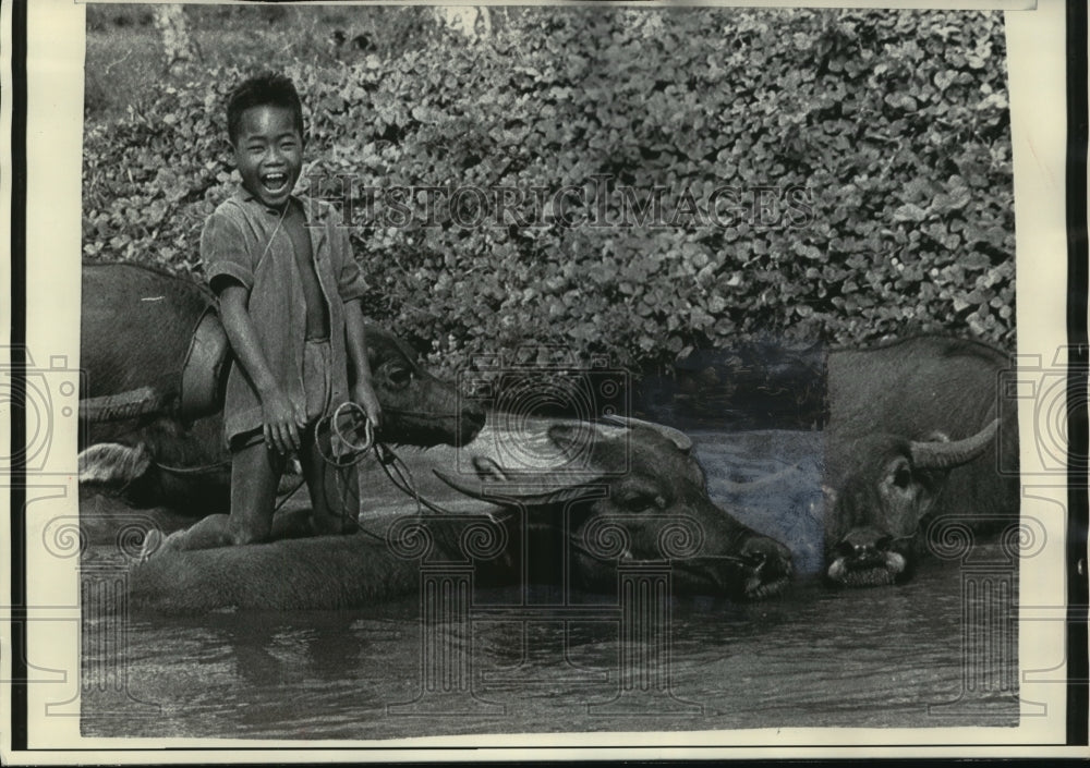 1971 Press Photo Cambodian Boy Watering His Family&#39;s Buffalo Near Krek-Historic Images