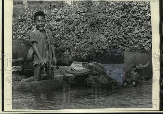1971 Press Photo Cambodian Boy Watering His Family's Buffalo Near Krek-Historic Images
