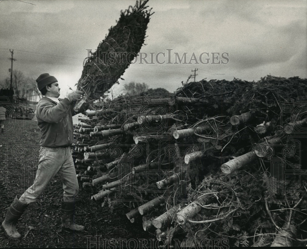 1992 Press Photo John Medina Stacks Christmas Trees at John&#39;s Tree Farm-Historic Images