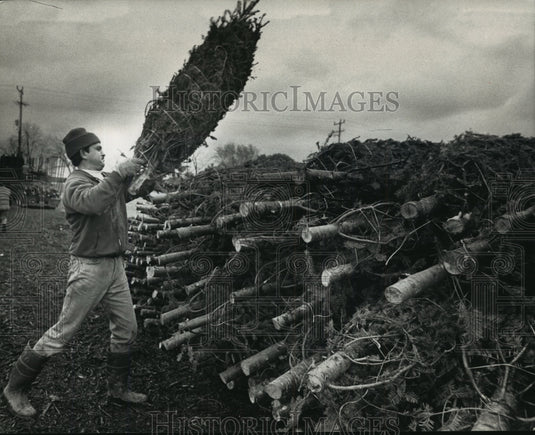 1992 Press Photo John Medina Stacks Christmas Trees at John's Tree Farm-Historic Images