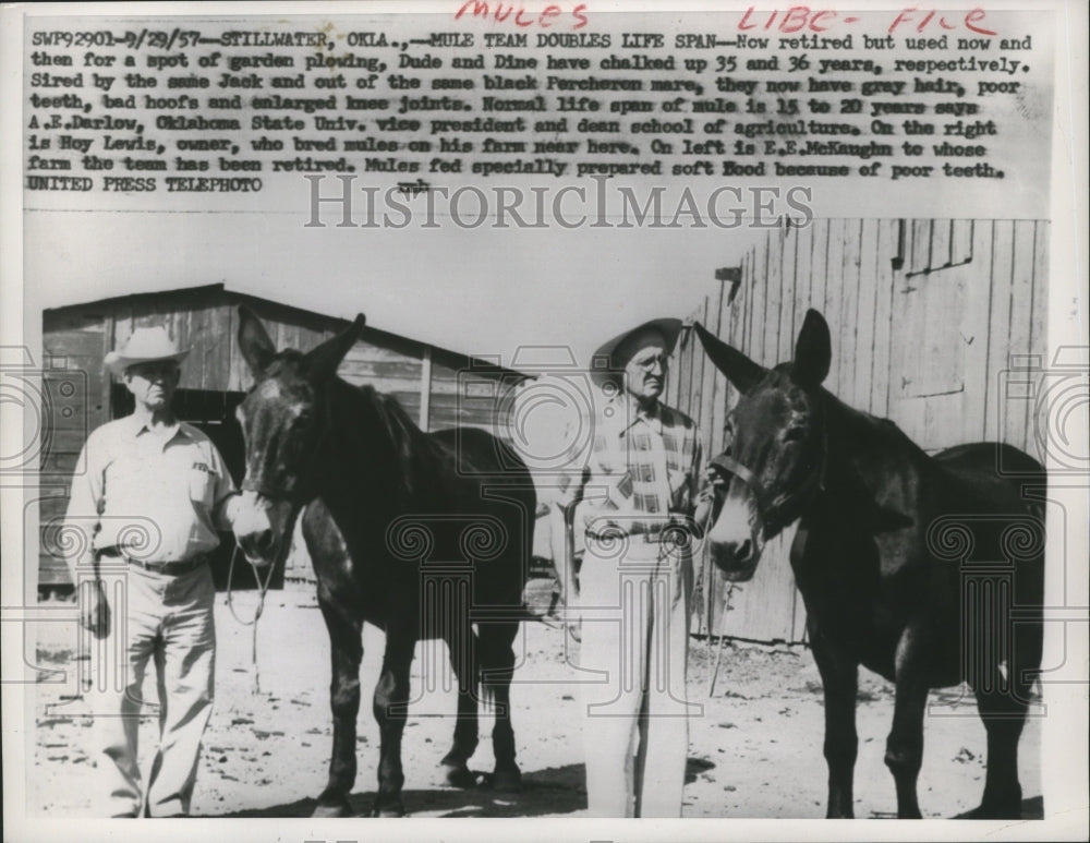 1957 Press Photo Stillmater, Hoy Levis &amp; E.E. Mckaughn, with Donkeys Dude &amp; Dine - Historic Images