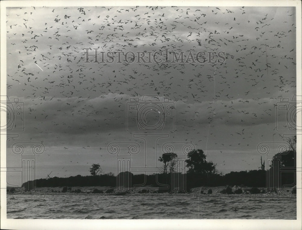 1959 Press Photo The Sky Is Darkened With Gulls Near Hat Island In Green Bay - Historic Images