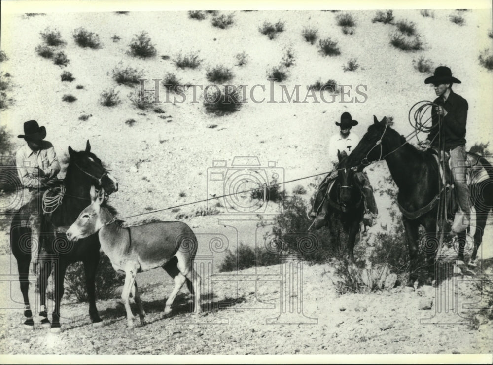 1980 Press Photo Burro Rounded Up As Part Of Extensive Control Effort In Arizona - Historic Images