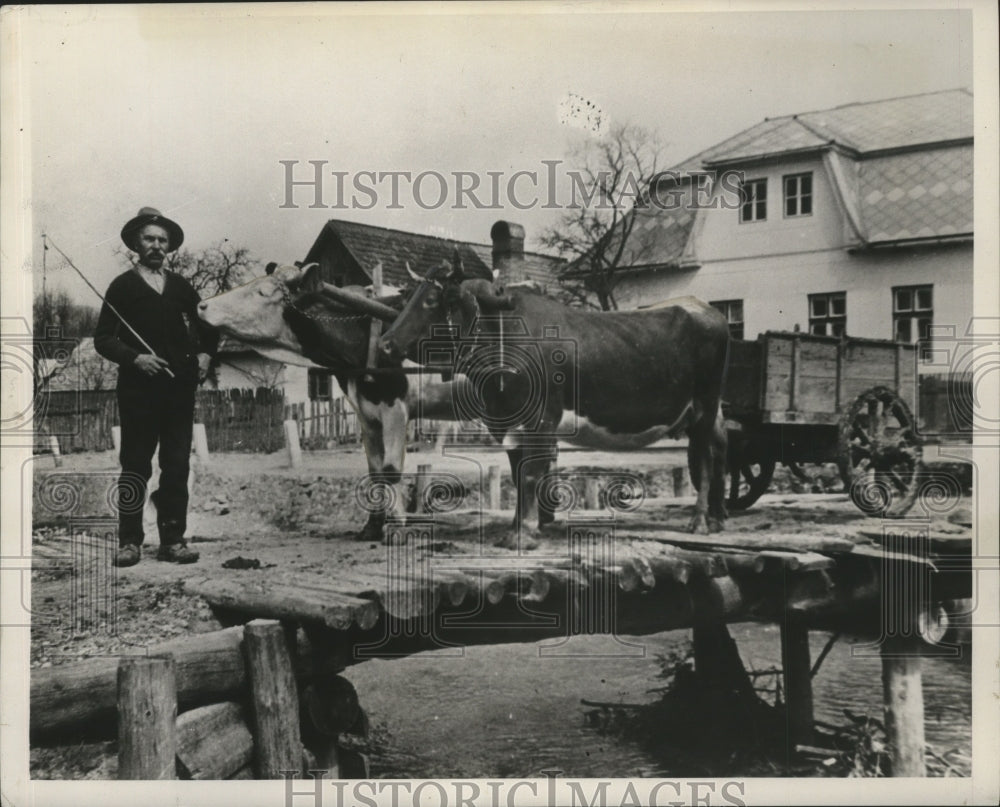 1938 Press Photo Czech man guiding his cow drawn cart. - Historic Images