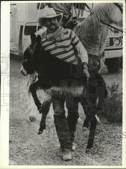1981 Press Photo Its easier to carry 3-month old donkey than to try and herd it-Historic Images