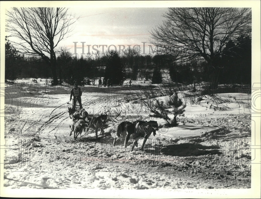 1980 Press Photo Copper Country Sled Dogs Races at Houghton, Michigan-Historic Images