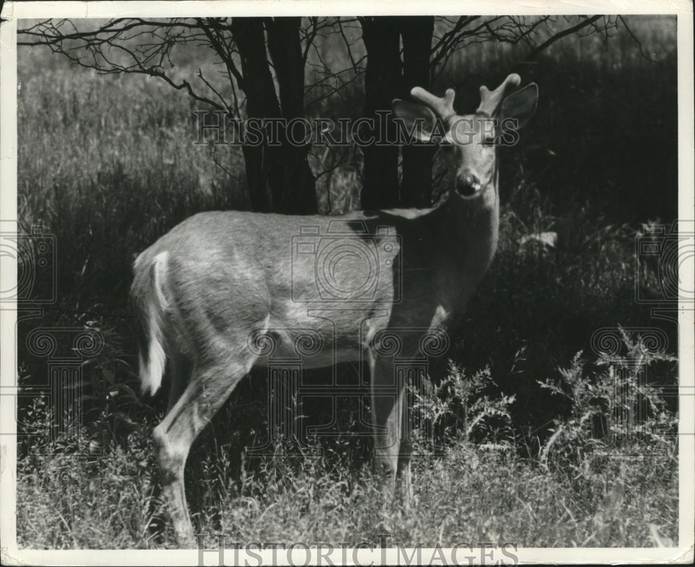 1972 Press Photo A young buck, a velvety covering on its horns, was photographed-Historic Images