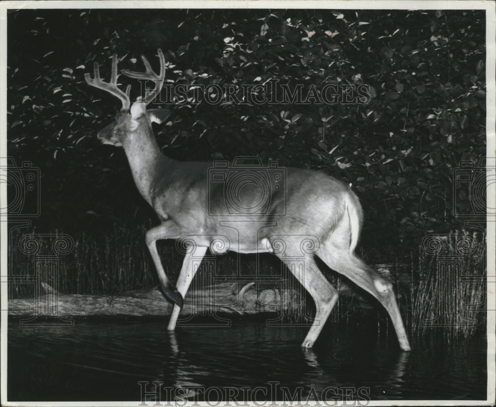 1992 Press Photo Large Buck Walking Into Shoreline Brush - mja73598-Historic Images