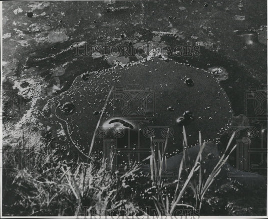 La Brea Tarpits in Hancock Park, Los Angeles, California-Historic Images