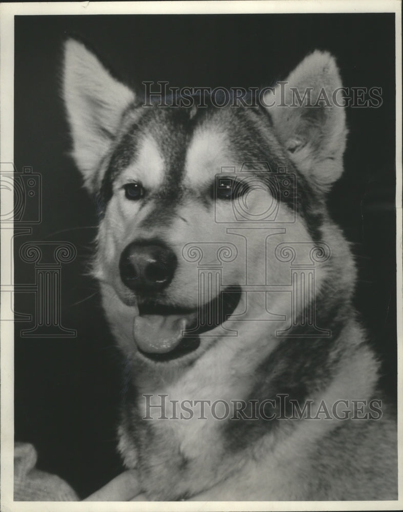 1952 Press Photo Alaskan malamute E. L. Wilson of Wheaton, Illinois - mja74552- Historic Images