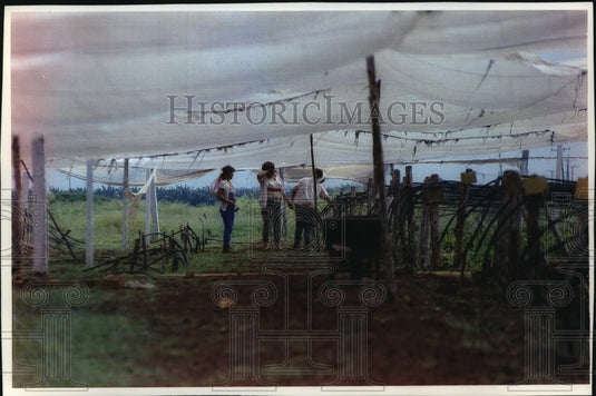 1993 Press Photo Workers in Cuba Finish Weeding - mja74906-Historic Images