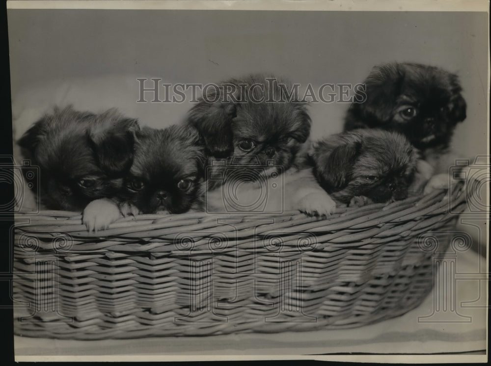 1934 Press Photo Five Pekingese puppies are by no means the common variety - Historic Images