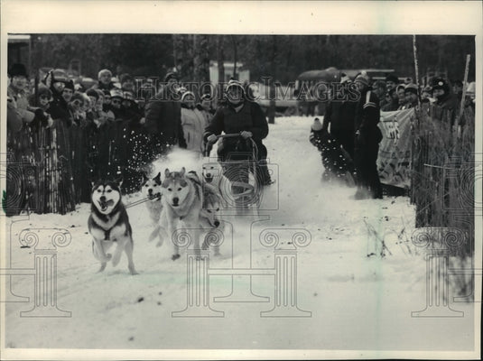 1985 Press Photo Team of sled dogs at start of race in Shawano - mja75161 - Historic Images