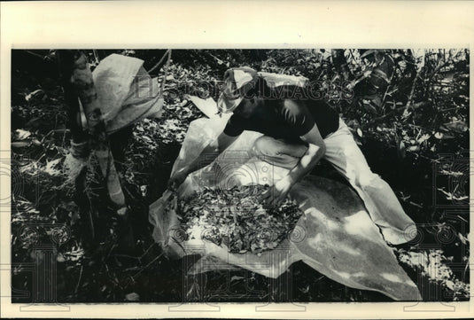 1986 Press Photo Colombian Peasants Spread Coca Leaves to Process into Cocaine-Historic Images