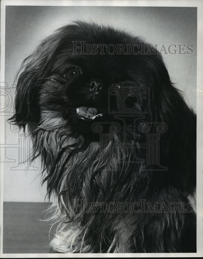 1973 Press Photo Pekingese up for adoption, Wisconsin. - mja75808 - Historic Images