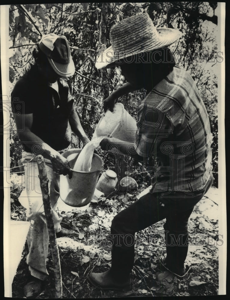 1986 Press Photo Peasant farmers in western Columbia harvesting Coca plant - Historic Images