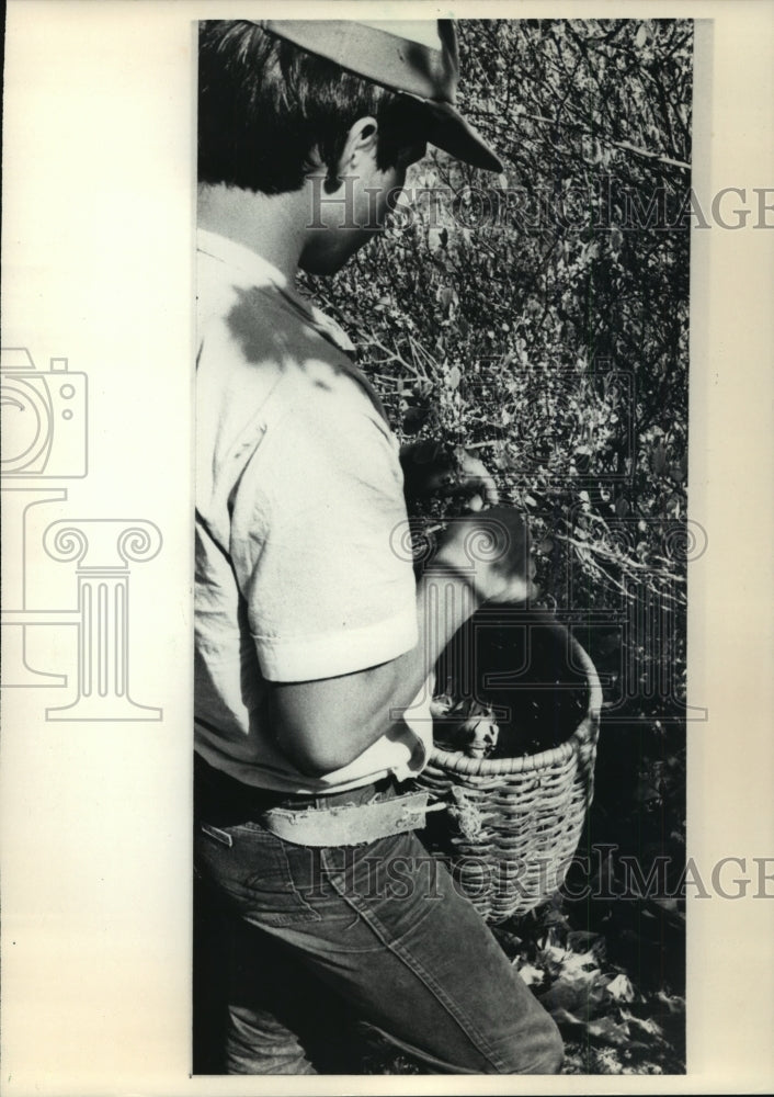 1986 Press Photo A Colombian farmer hand-picking coca leaves - mja76060 - Historic Images