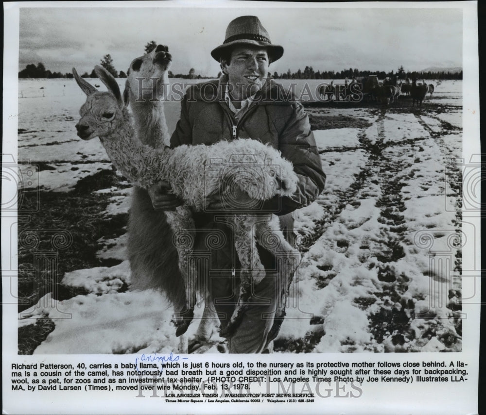 1978 Press Photo Richard Patterson Carries a 6 Hour Old Baby Llama - mja76641 - Historic Images