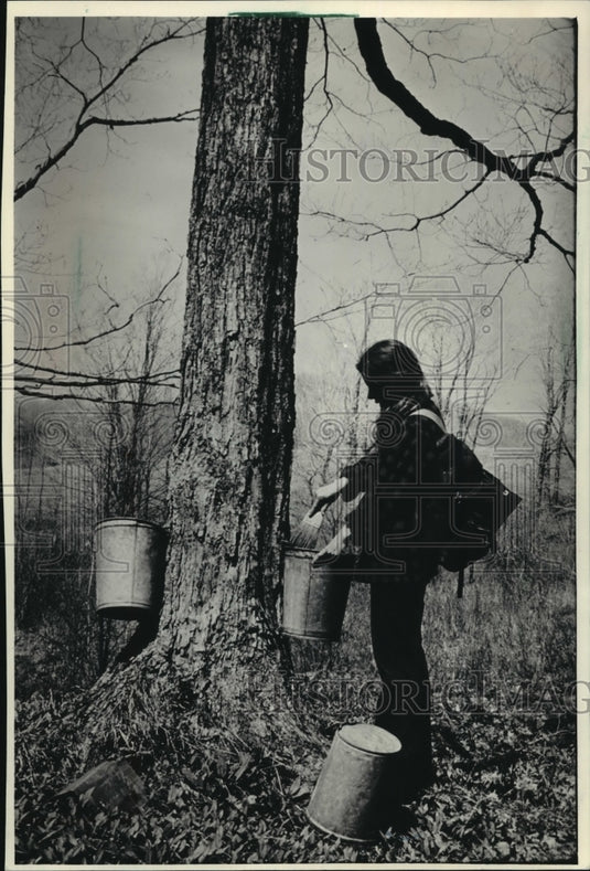 1987 Press Photo Women uses buckets to collect maple sap for making syrup - Historic Images