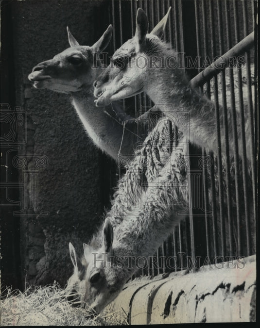 1985 Press Photo South American Guanacos at the Zoo in Rome, Italy - mja77364-Historic Images