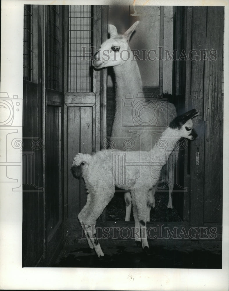 1962 Press Photo Mother &amp; New Born Llama, Bushi, at Hamburg Zoo in Germany - Historic Images