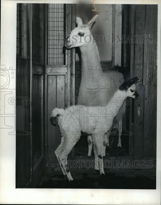 1962 Press Photo Mother & New Born Llama, Bushi, at Hamburg Zoo in Germany - Historic Images