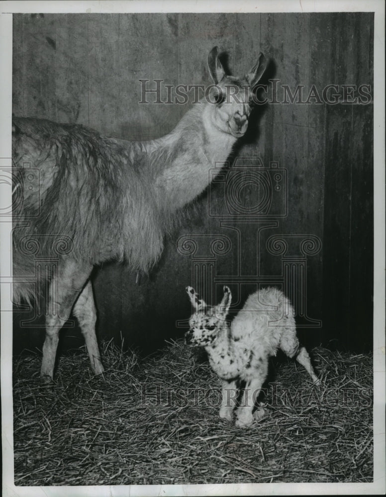 1956 Press Photo Mother &amp; Day-Old Llama at the Zoo in Washington, D.C.-Historic Images