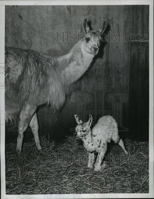 1956 Press Photo Mother & Day-Old Llama at the Zoo in Washington, D.C.-Historic Images