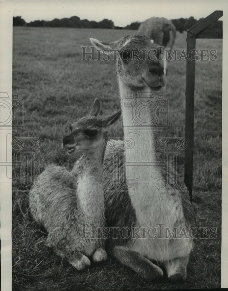 1961 Press Photo Mother & Baby Llama at Whipsnade Zoo in Bedfordshire, England-Historic Images