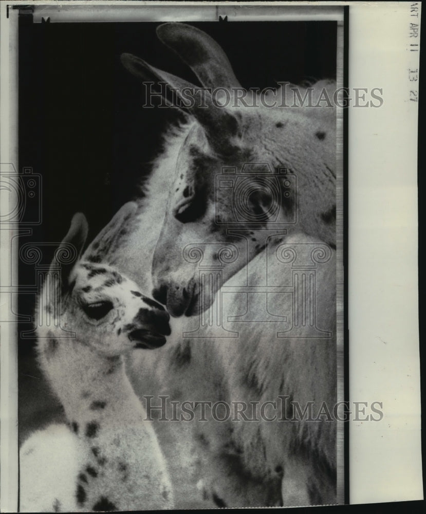 1968 Press Photo Mother &amp; Week-Old Llama at Madison&#39;s Vilas Park Zoo-Historic Images