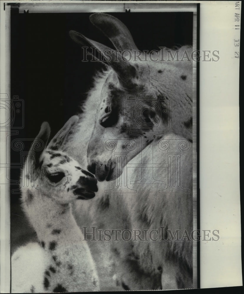 1968 Press Photo Mother & Week-Old Llama at Madison's Vilas Park Zoo-Historic Images