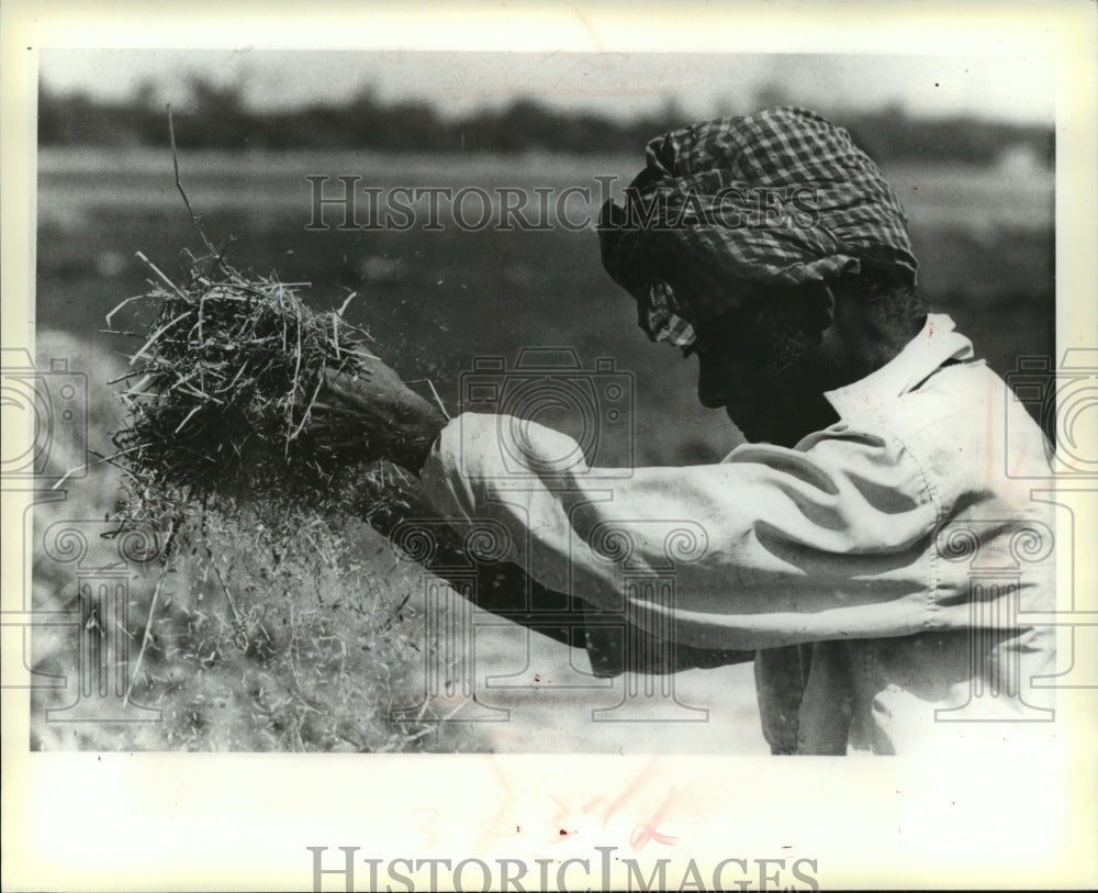 1979 Press Photo A Gleaner Separating Grain from the Chaff in Pegu, Burma - Historic Images