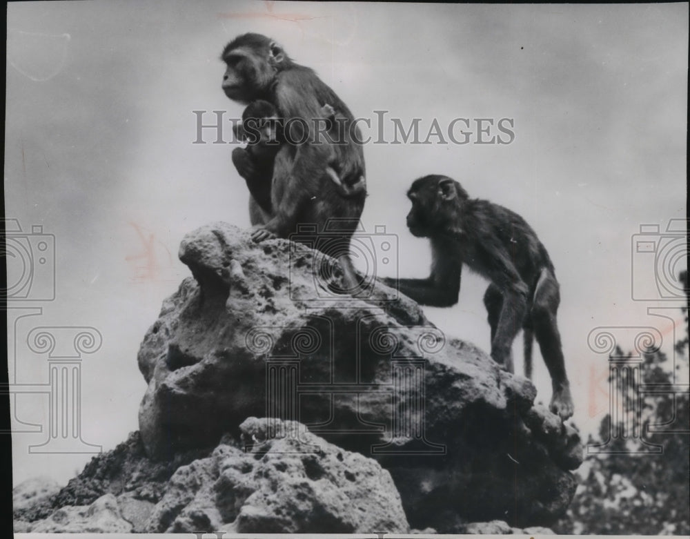 1956 Press Photo Rhesus Monkey Island at the Milwaukee Park Zoo - Historic Images