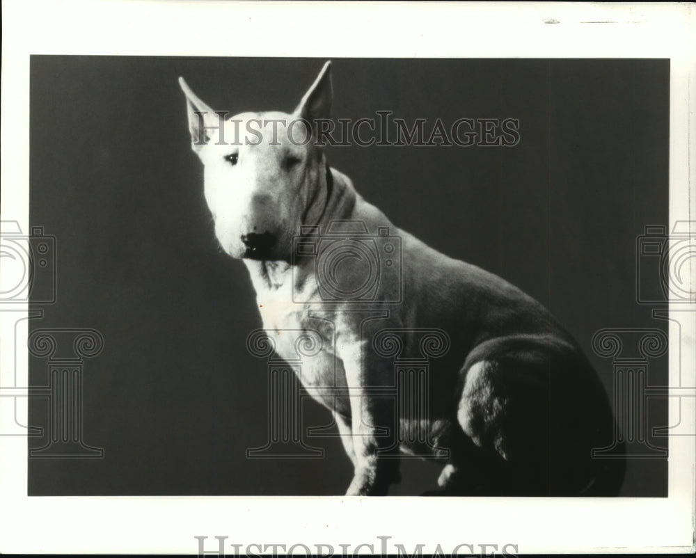 1991 Press Photo Evil Unleashed: Dog star of feature film, &quot;Baxter&quot; - mja78342 - Historic Images