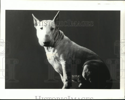 1991 Press Photo Evil Unleashed: Dog star of feature film, "Baxter" - mja78342 - Historic Images