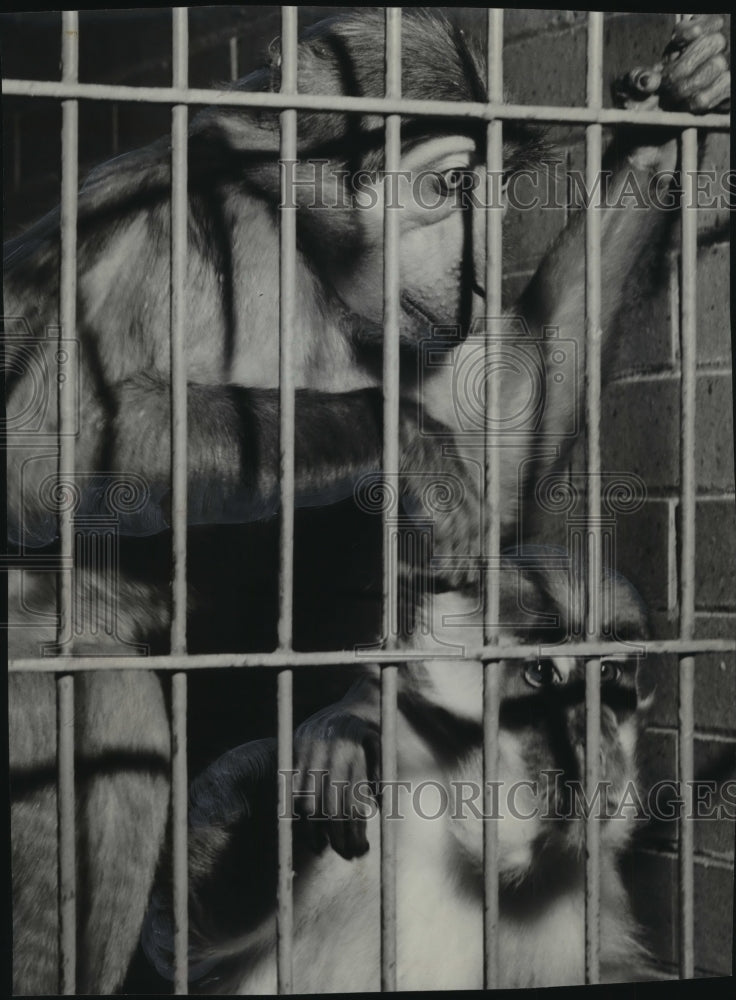 1948 Press Photo Monkey romance between Sootpuss &amp; Clarissa, Washington park zoo - Historic Images