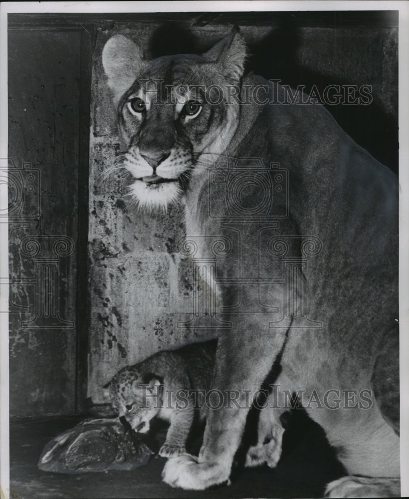 1955 Press Photo Watchful protector mother lion glares at onlookers, Milwaukee-Historic Images