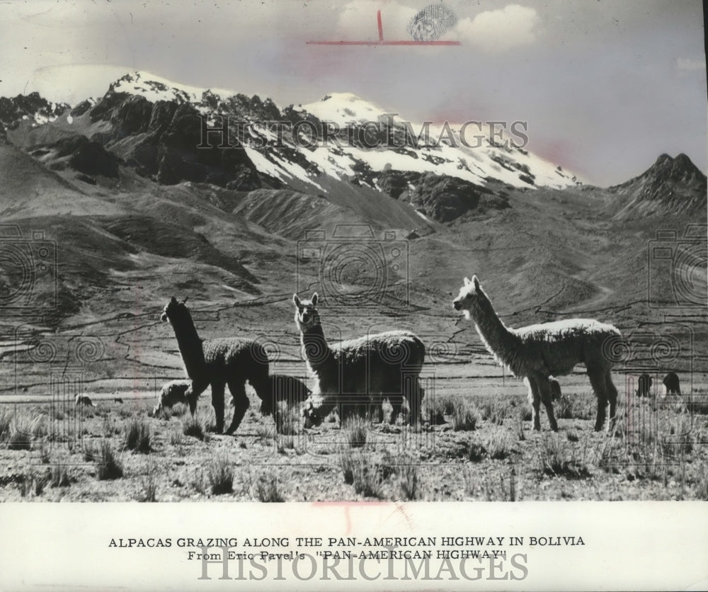 1969 Press Photo Alpacas grazing along the Pan-American Highway in Bolivia - Historic Images