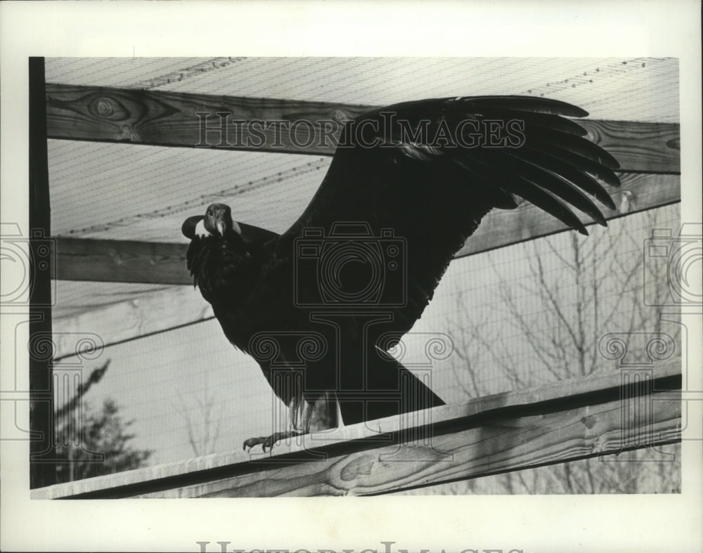 1969 Press Photo Andean Condor in captivity - mja79701 - Historic Images