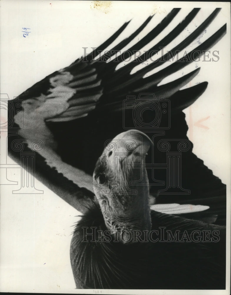 1975 Press Photo a California Condor who species dates back some 30,000 years - Historic Images