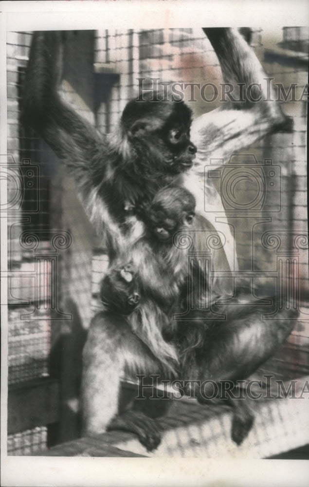 1960 Press Photo Twin spider monkeys  born at Myrick park zoo in La Crosse - Historic Images