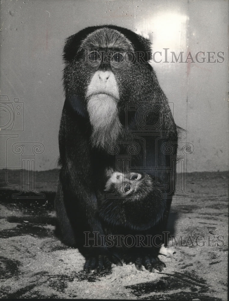 1965 Press Photo a mother Brazza monkey with her baby in Manchester, England - Historic Images