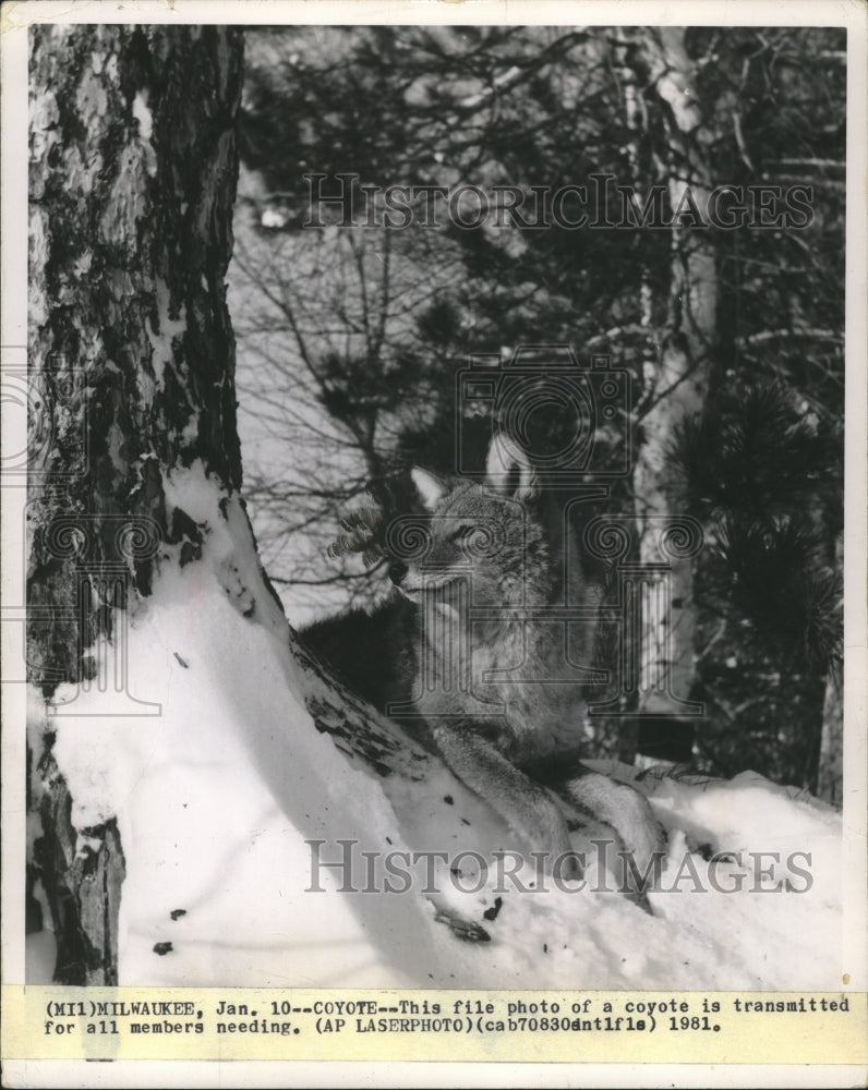 1971 Press Photo A coyote takes a rest on a snow covered ridge - mja80257-Historic Images