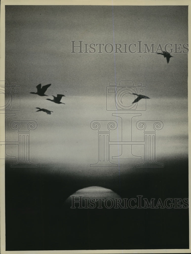 1954 Press Photo John H. Gerard&#39;s, Cormorants and the setting sun - Historic Images