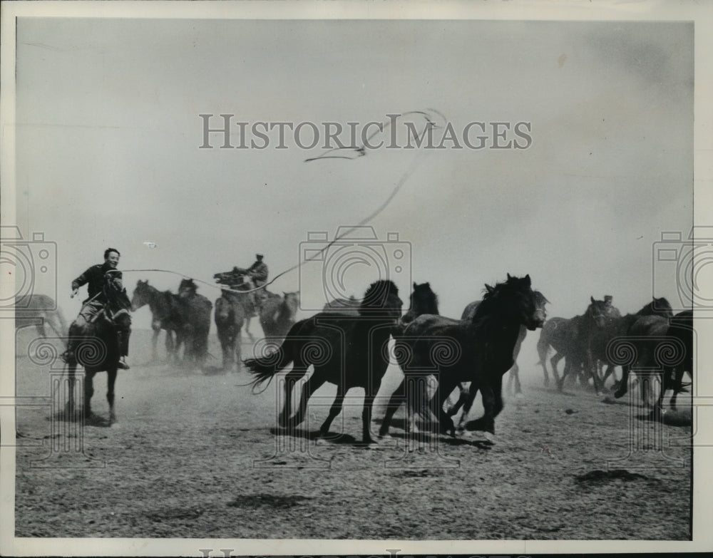 1961 Press Photo Chinese herdsman on his range in Shanghai province, China-Historic Images